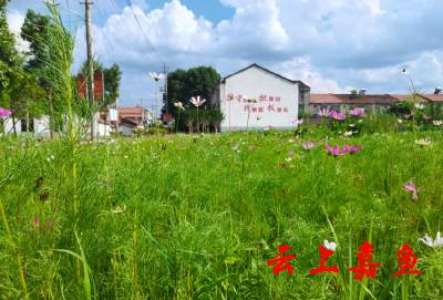 港东村房前屋后景观多