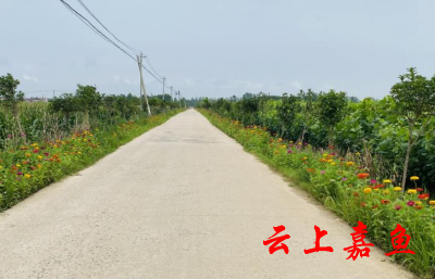 新街镇武团大道开满鲜花
