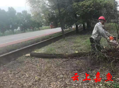 潘家湾镇清理枯死行道树 消除安全隐患