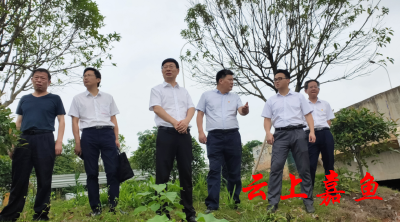 县领导巡查金水河河湖长制工作