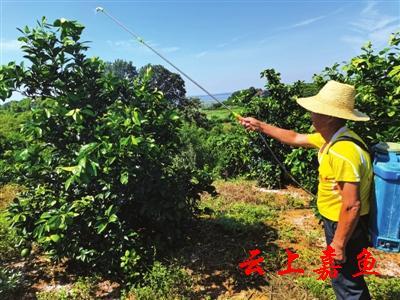 特色产业引领乡村振兴 | 渡普镇不断优化农业产业结构