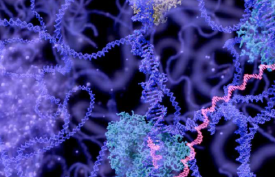 我科学家揭示RNA分子伴侣机制参与细胞活动 