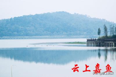 南有嘉鱼、在河之洲——品《嘉鱼幸会》，观历史长河