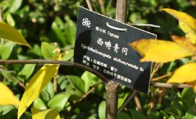 迁地保护13年 西畴青冈在昆明植物园结实 