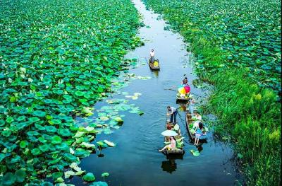 【每日一景】湖北嘉鱼：映日荷花别样美