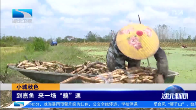 小城秋色丨到嘉鱼 来一场“藕”遇