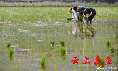 “天稻下凡”：嫦娥五号太空稻安家田间 