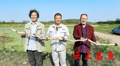 嘉鱼：寒冬时节藕香浓 