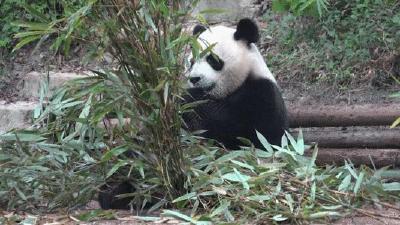 大运会青春歌会在成都举办