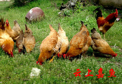 小鸡仔的“春天”