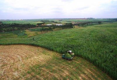  福建推动菌草科学与技术研究 推动菌草技术加快“走出去”