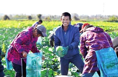 图文：甘蓝丰产 菜农增收