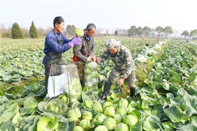 图文：采收蔬菜保供应