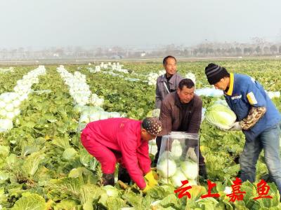 草莓甜 腊鱼香 蔬菜俏 嘉鱼新街镇巧当城市“后花园” 