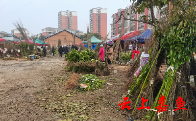 人勤春早 我县苗木市场销售火爆