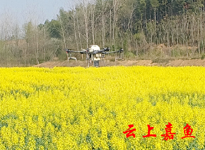 高铁岭镇：飞防保夏粮