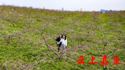 嘉鱼：桃花灼灼春意浓 田园如画美乡村