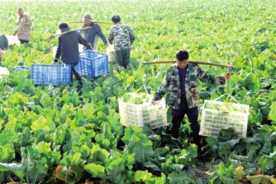 嘉鱼金润农业 日销花菜十万公斤