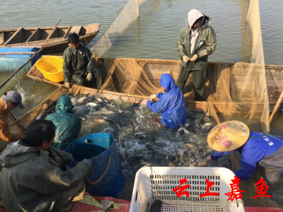 退役军人周庆养殖鮰鱼闯出一条致富路