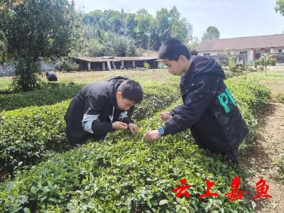 舒桥小学组织开展采茶劳动实践活动