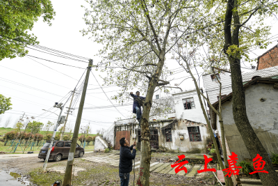 【文明嘉鱼】北街社区：砍“隐患树” 安居民心