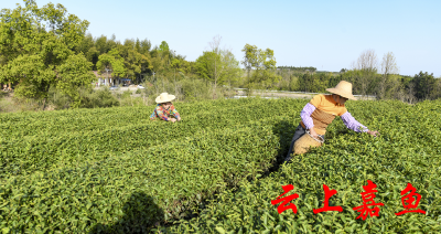 做出清香留住客  官桥镇米埠茶场以品质占市场