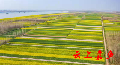 图文：护县洲七彩大地春意盎然