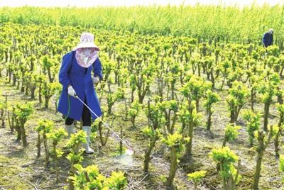 田间地头闹春耕