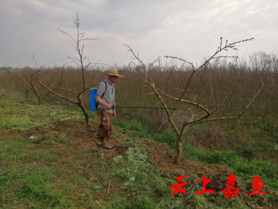 春光无限好 世外萄园修枝忙