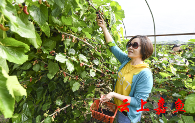 桑葚飘香 游客满园