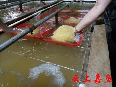 嘉鱼华运水产繁育基地产业忙