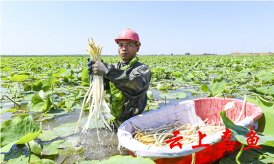 嘉鱼鲜藕带俏销广州