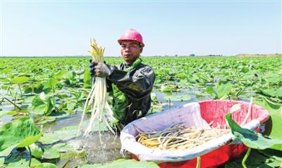 藕带俏 藕农乐