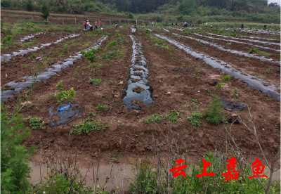 辣椒种植带动乡村振兴