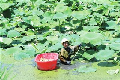 藕鱼轮种养 经济效益好