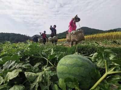 嘉鱼新街镇王家月村 果蔬丰收百姓乐