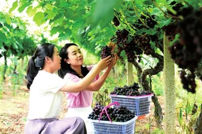 葡萄飘香 喜迎游客