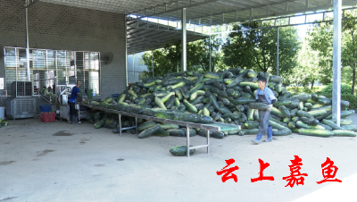 湖北联创食品有限公司生产忙