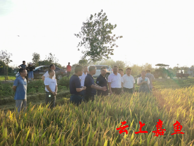 省农业农村厅来嘉调研撂荒地清理整治及粮食生产重点工作