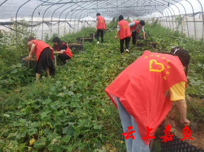 【下基层察民情解民忧暖民心】陆溪镇开展义务除草志愿服务活动  