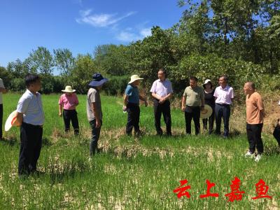 省应急管理厅来我县督导检查抗旱救灾工作