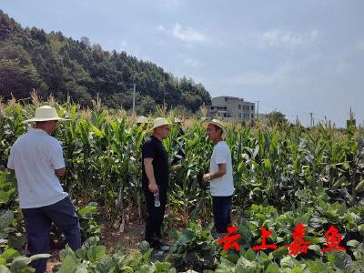 四川：科技小分队为旱情“把脉问诊”支妙招