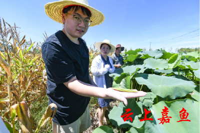 嘉鱼：采集新鲜叶片 构建野藕品种分子身份证