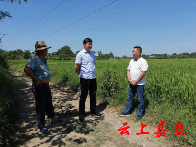 官桥镇多措并举开展抗旱工作