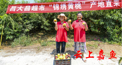 嘉鱼黄桃香飘广州