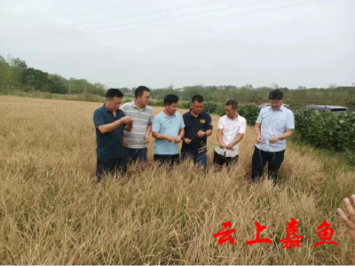 省农业专家组来我县开展农业抗旱减灾技术服务
