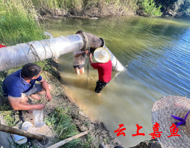 【下基层察民情解民忧暖民心】陆溪镇应对高温天气持续做好抗旱工作