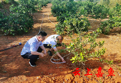 【抗旱减灾·我们在一线】咸宁市住房公积金中心嘉鱼办事处：全力抗旱保育苗夺丰收