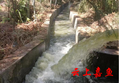 【抗旱减灾·我们在一线】高铁岭镇杨山村：干群齐心抗旱保粮稳增收