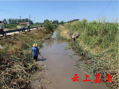 【下基层察民情解民忧暖民心】簰洲湾镇：干群同心抗旱保苗保秋收